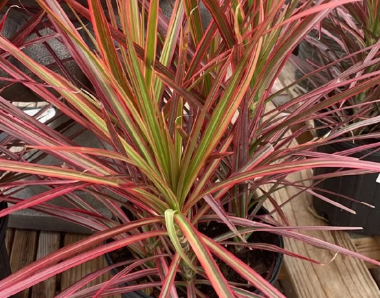 Dracaena marginata care