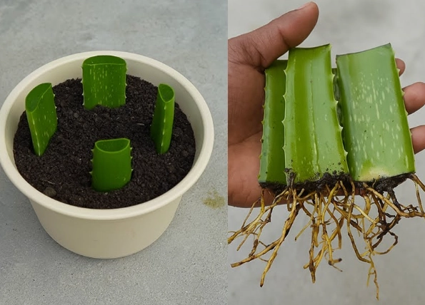 how can i use aloe vera plant how can i use aloe vera plant