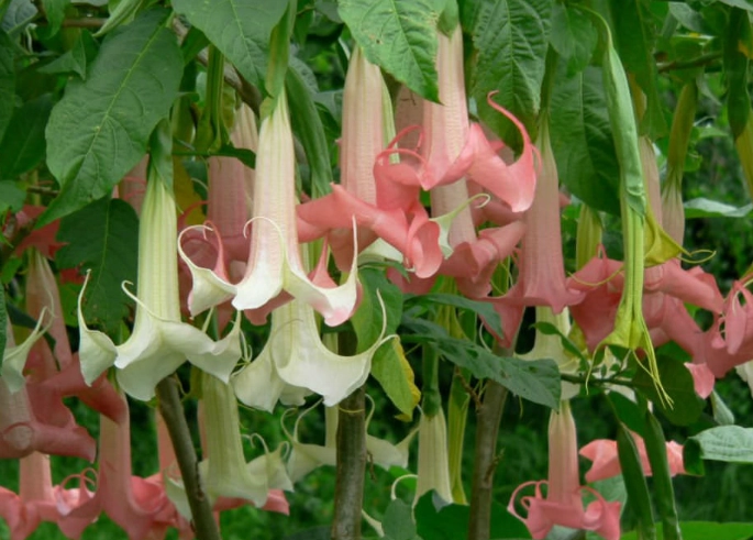 angel trumpet care
