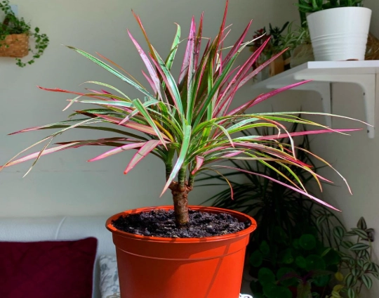 Dracaena marginata care