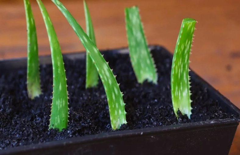aloe vera propagation