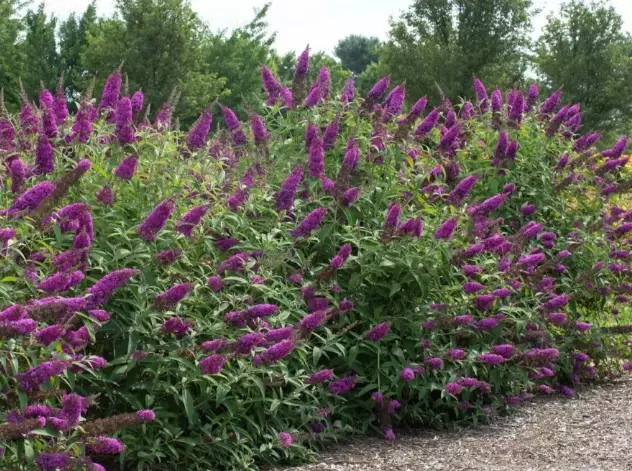 pruning butterfly bush