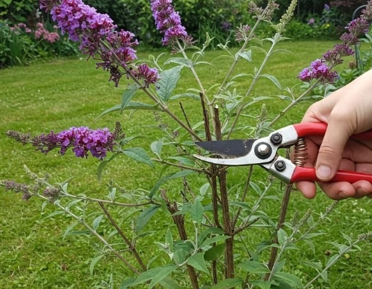 how to trim butterfly bushes