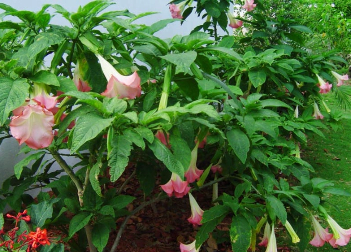 growing angel trumpet