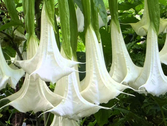 brugmansia care
