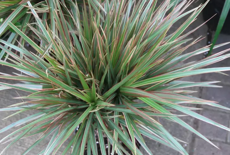 Madagascar dragon tree