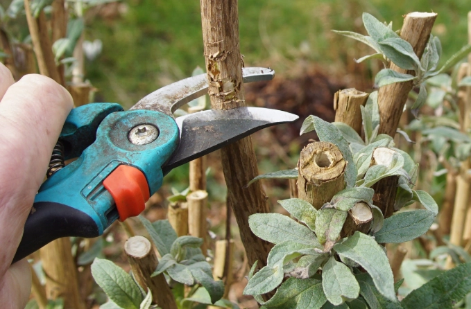 when to trim butterfly bushes