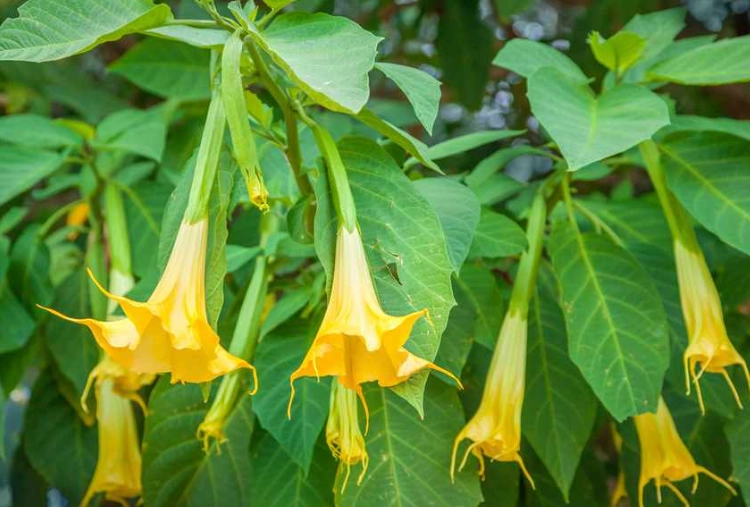 brugmansia care