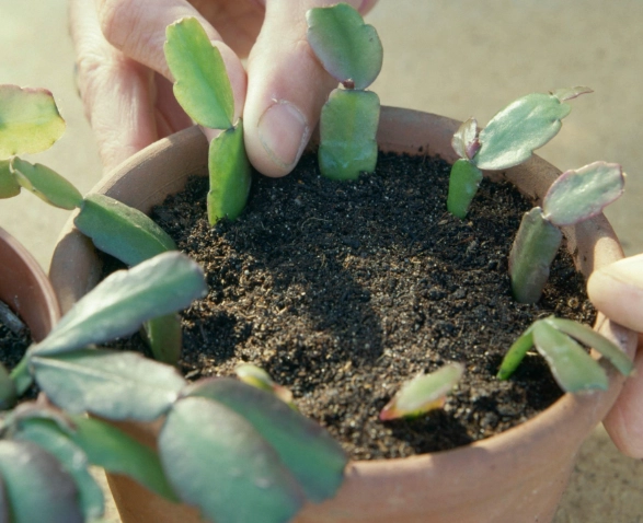 how to care for christmas cactus how to care for christmas cactus