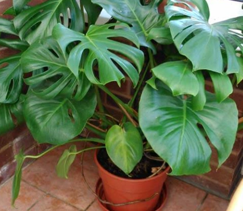 swiss monstera care
