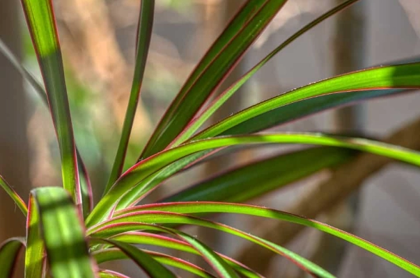 dragon tree plant care