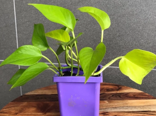 neon pothos propagation neon pothos propagation