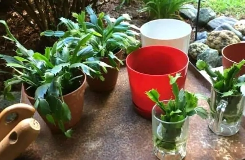 how to care for christmas cactus how to care for christmas cactus