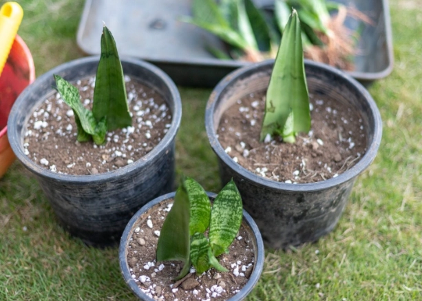 snake plant care snake plant care