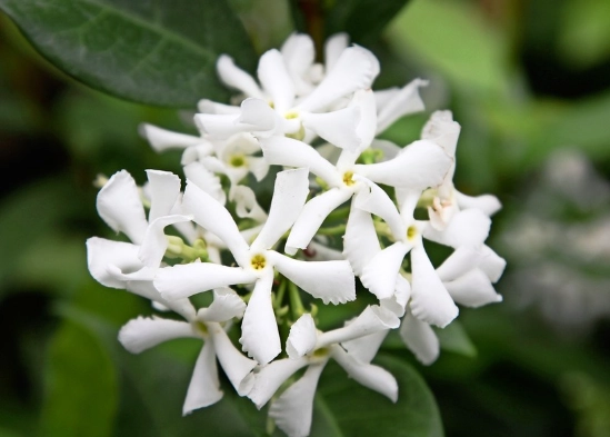 how to grow star jasmine how to grow star jasmine