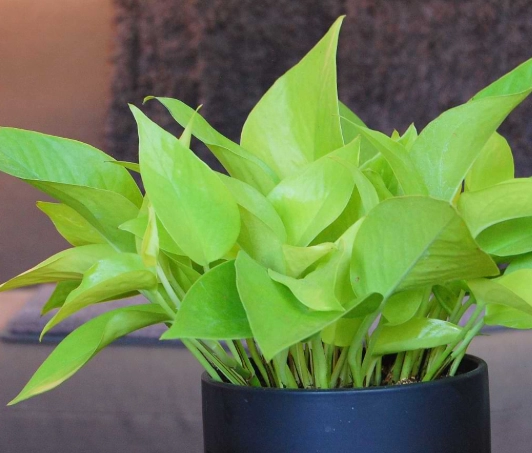 neon pothos care neon pothos care