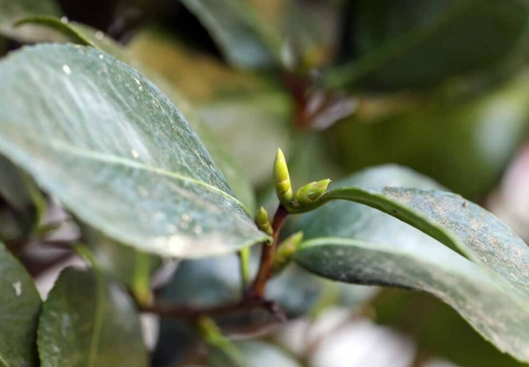 azalea camellia fertilizer