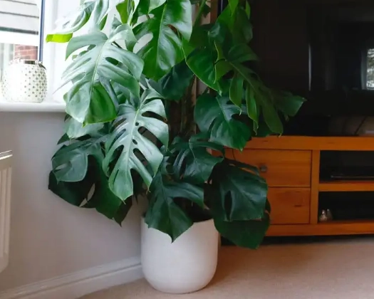 monstera adansonii care