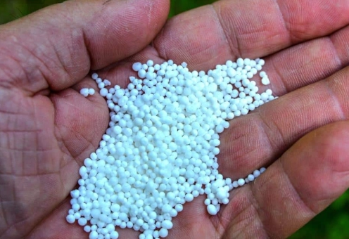 how to fertilize camellias