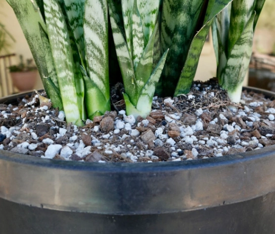 repotting snake plant repotting snake plant