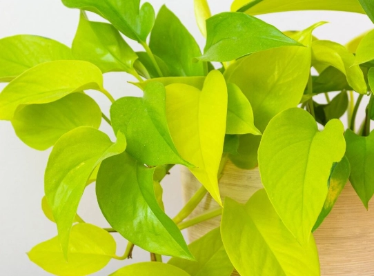 neon pothos propagation neon pothos propagation