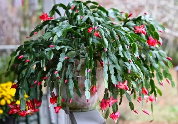 christmas cactus repotting christmas cactus repotting