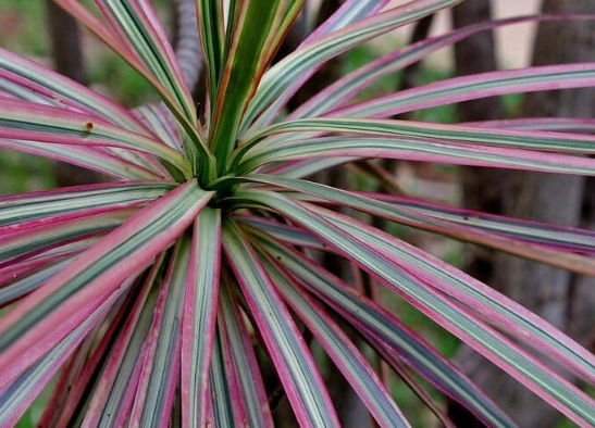 how to care for a dracaena marginata