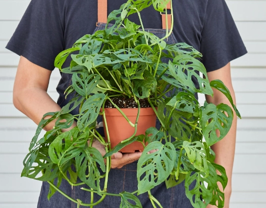 monstera adansonii care