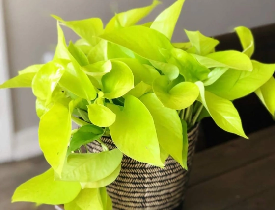 neon pothos care neon pothos care