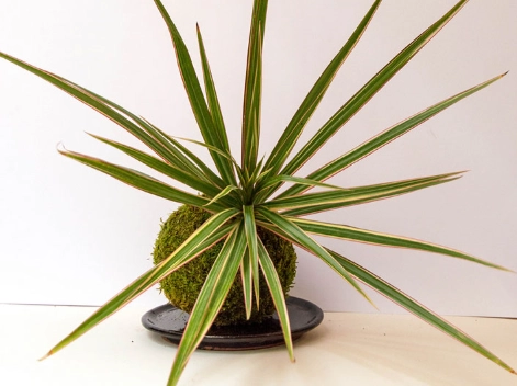 dragon tree plant care
