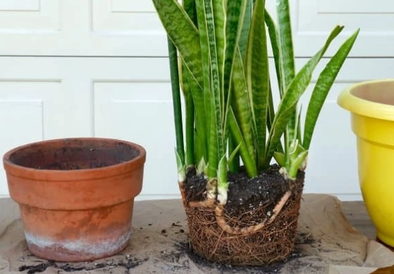 repotting snake plant repotting snake plant
