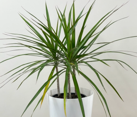 how to care for a dracaena marginata