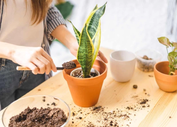how to plant snake plant how to plant snake plant