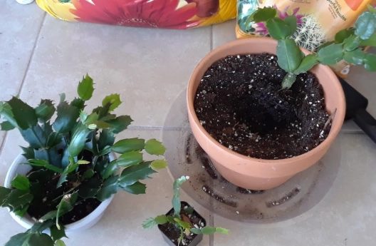 how to care for christmas cactus how to care for christmas cactus