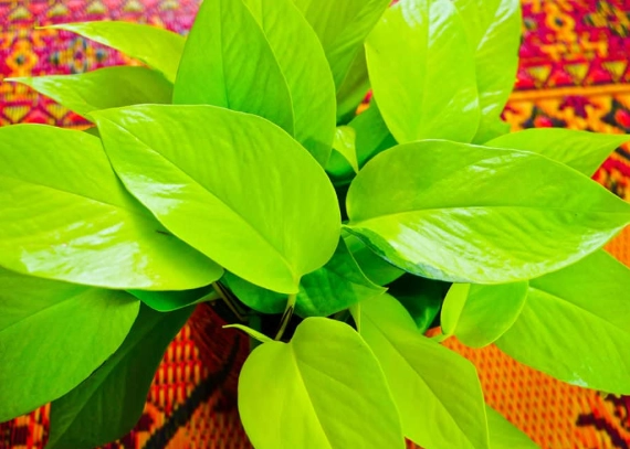 neon pothos light neon pothos light