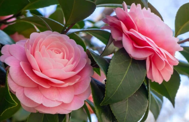 how to fertilize camellias
