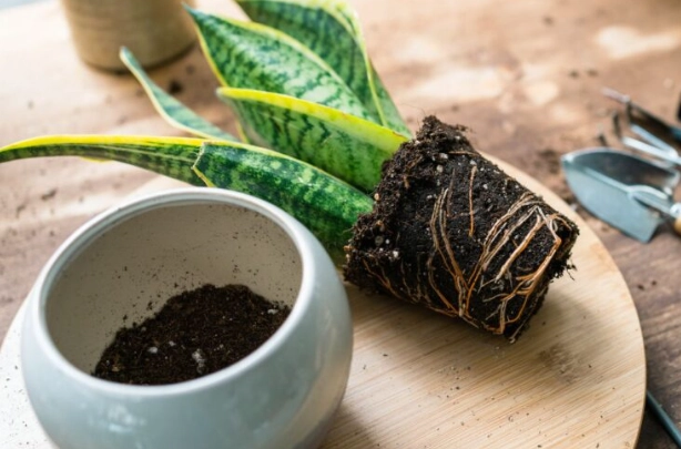 planting snake plant