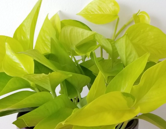 neon pothos light neon pothos light