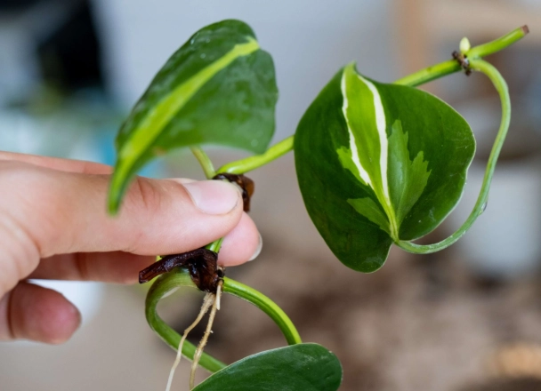pothos propagation