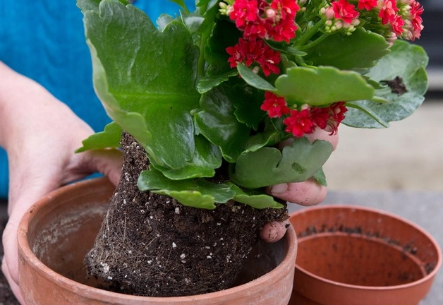 kalanchoe plant care