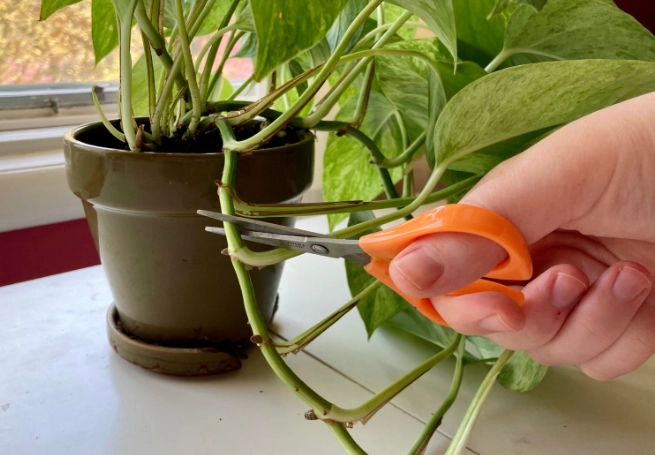 pothos propagation