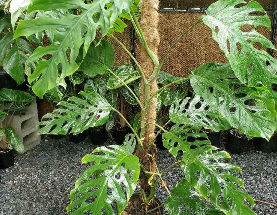 monstera deliciosa care