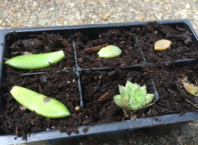 grow succulents from cuttings