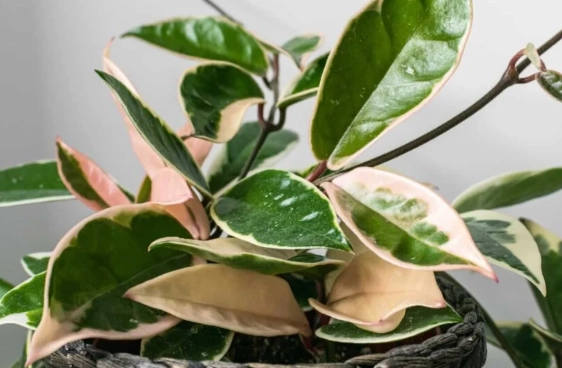 hoya carnosa watering hoya carnosa watering