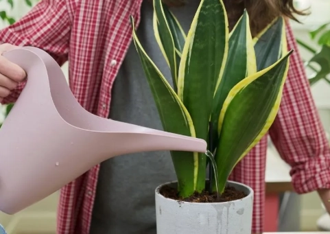 snake plant watering schedule