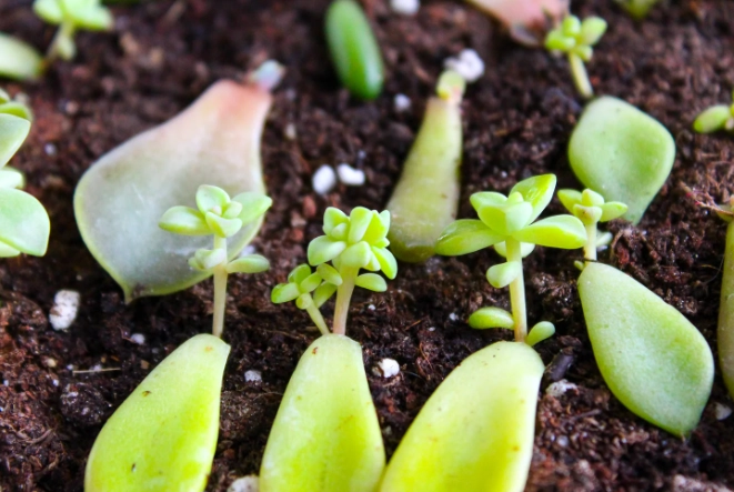 propagate succulents from leaves