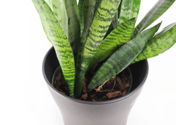 snake plant watering schedule