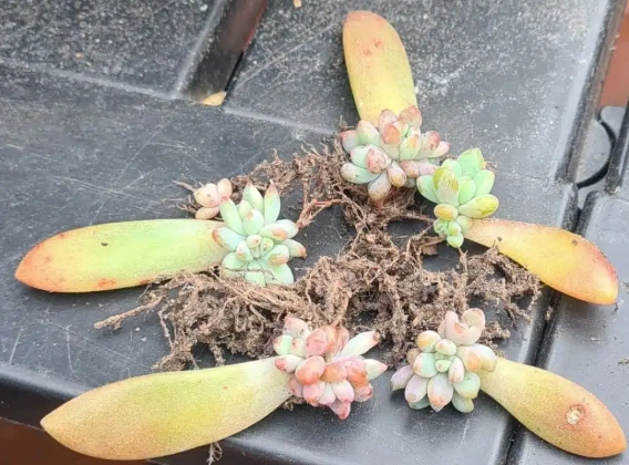 succulent leaf propagation