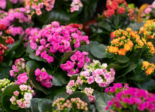 how to care for kalanchoe