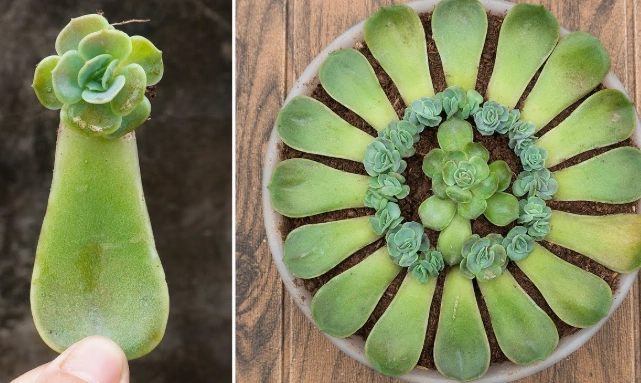 propagate succulents from leaves